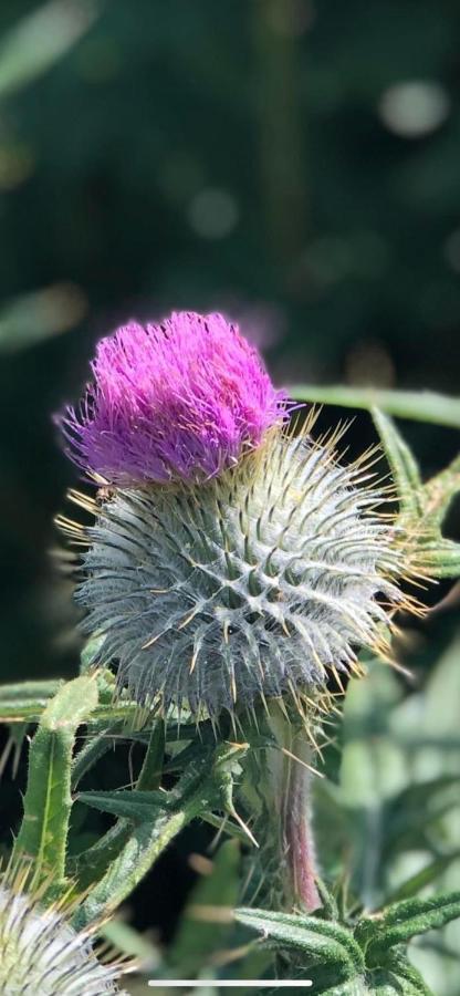 Number Twenty Six - 2 Miles From Elie Beach - 15Mins To St Andrews Colinsburgh ภายนอก รูปภาพ